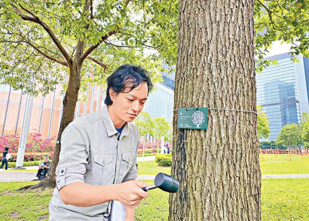局方人員示範使用輔助工具評估樹幹結構狀況。（發展局網頁圖片）