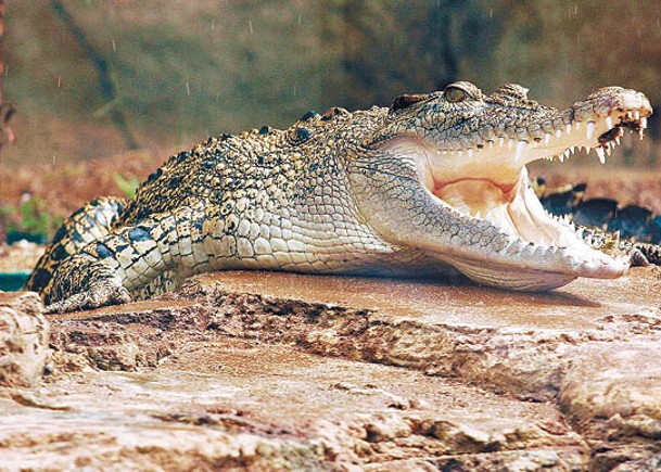 海洋公園收容八鄉鱷魚  揭非法網售「幼苗」猖獗
