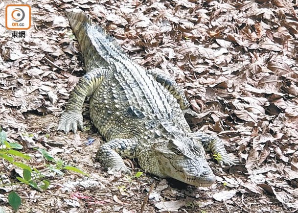 八鄉鱷魚料被棄養  海洋公園考慮接收