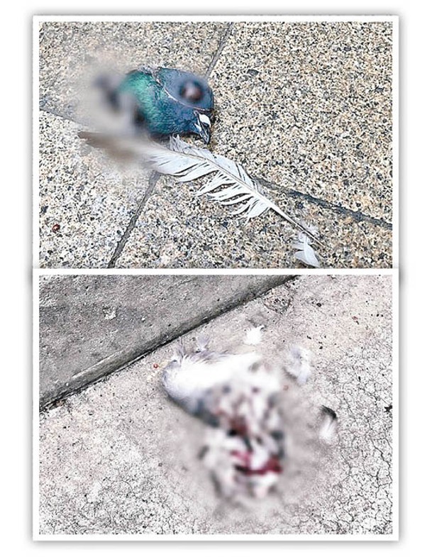 上及下圖：遇害雀鳥的屍體，均死狀恐怖，血肉模糊。