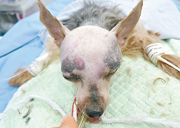 約瑟爹利犬懷疑遭受虐待。