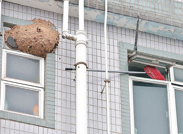 蜂類偶爾在建築物築巢。