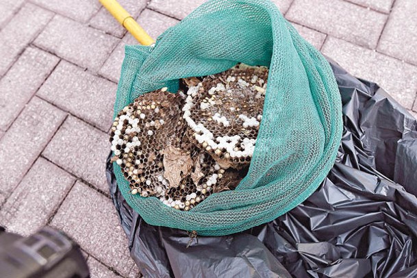 食環署人員拆除蜂巢。