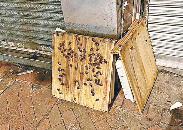 網傳紅磡一間豆腐店外的木板上布滿蟑螂。