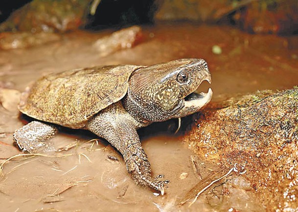大頭龜的野生種群被發現成體少於兩隻。