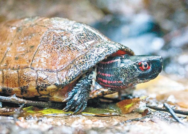 眼斑水龜的野生種群已經消失或不具繁殖能力。