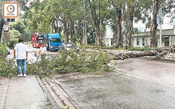 大埔：林錦公路有大樹倒塌，來回線一度全封。