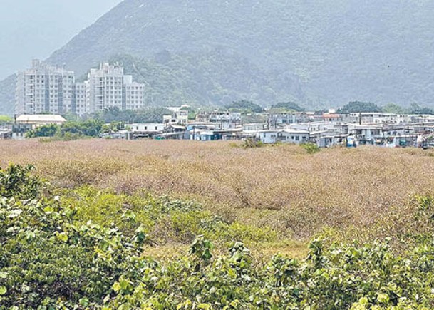 熱天加劇蟲害  大澳紅樹林疑枯萎