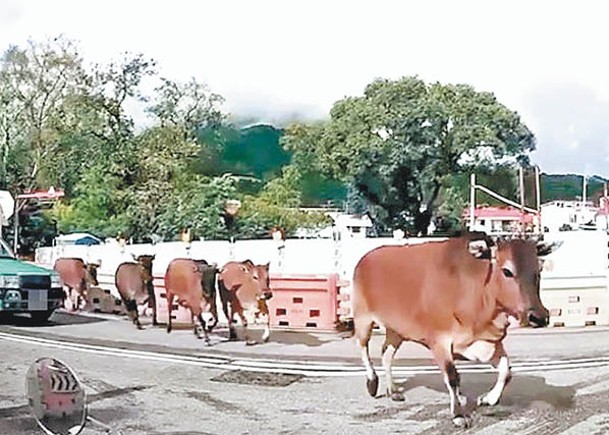 西沙路日前有牛群橫過馬路。