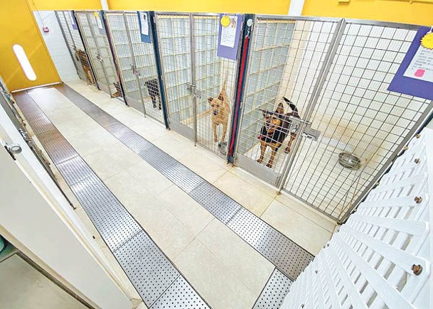 流浪動物收容中心新地點有較大活動空間，令狗隻有一個較舒適的居住環境。