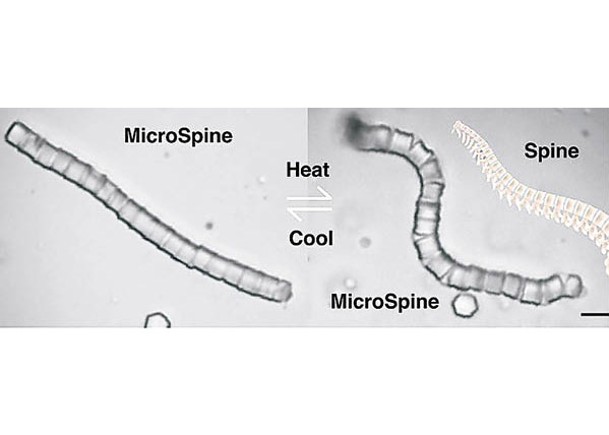 MicroSpine受熱或受冷時，線性鏈的柔軟部分會相應膨脹或收縮。