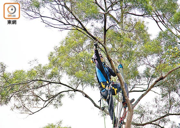 人員需定期修剪樹枝，防止影響電力供應。（黃偉邦攝）