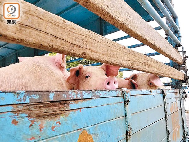 當局安排屠房隔離該批活豬。