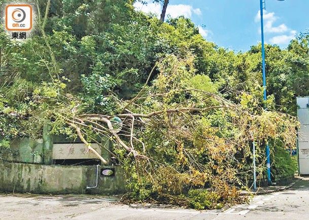 黃竹坑塌5米高大樹阻路