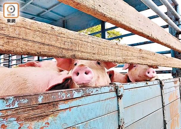 「非洲豬瘟」一旦感染本地豬隻，死亡率可高達100%。