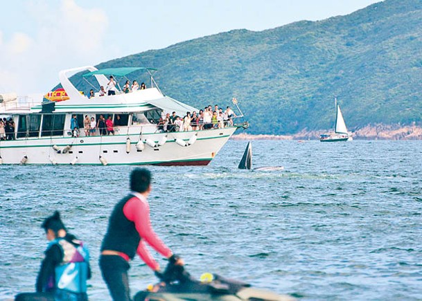 糧船灣及牛尾海一帶水域有鯨魚出沒，吸引大批市民出海觀賞。