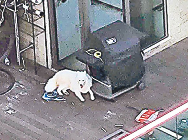 7月23日：下午西摩犬7月23日又被網民拍攝到被放置天台。