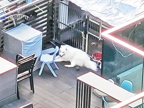 7月24日：網民上載西摩犬7月24日身處天台的情況。