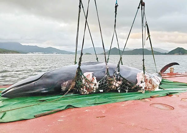 完成解剖  待化驗內臟器官  鯨魚慘死  港府拒認遲介入