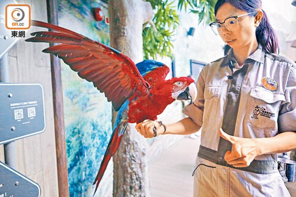 金剛鸚鵡在動物護理員帶領下現身。