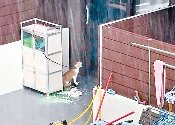 貓咪在滂沱大雨下，被人用繩綑綁在戶外花園。