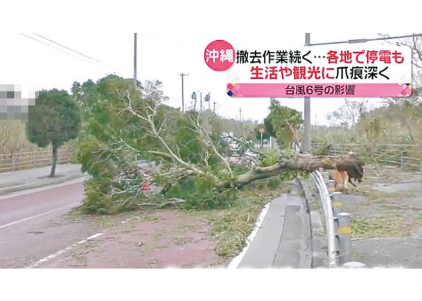 沖繩有大樹遭強風吹倒。