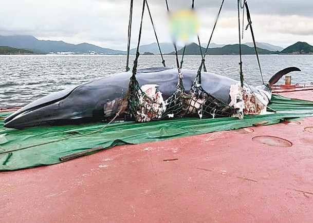 布氏鯨於7月31日被發現伏屍海面，及後被拖至萬宜水庫西壩解剖調查。
