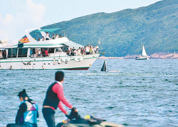 大批巿民出海觀賞鯨魚。