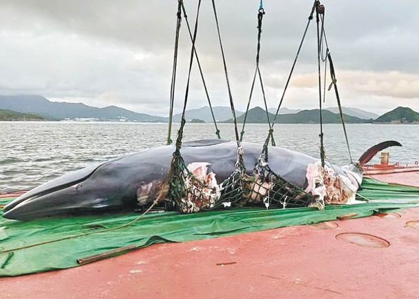 死亡的布氏鯨已被完成解剖，漁農自然護理署今日將就地掩埋部分鯨魚屍體。
