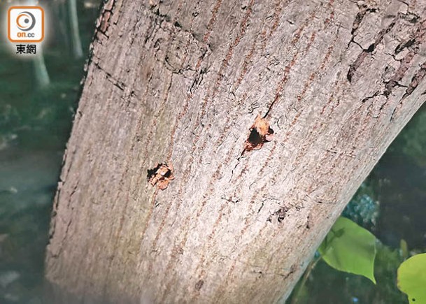 大樹上有多個疑由利器鑿成的孔洞。