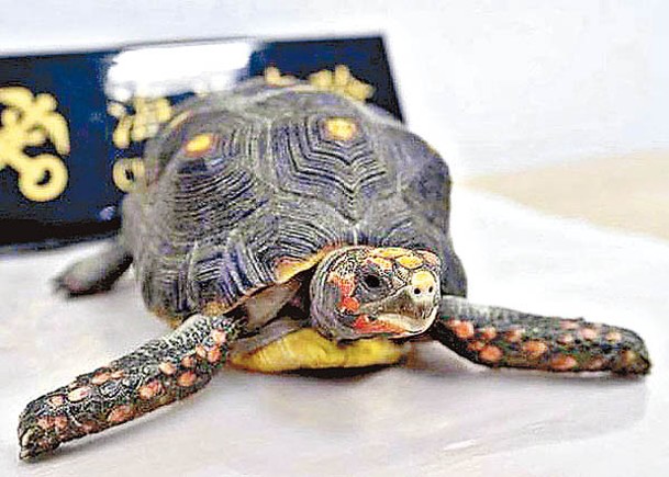 經鑑定涉事的3隻活龜均屬瀕危物種的「紅腿陸龜」。