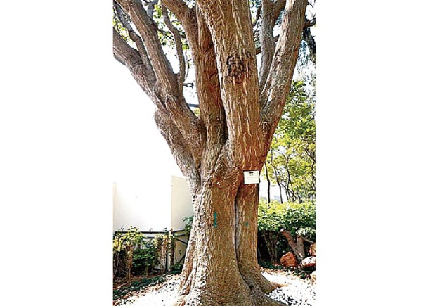 有關古樹名木是一棵刺桐，高度約14米。