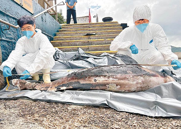 海洋公園人員檢視江豚屍體。