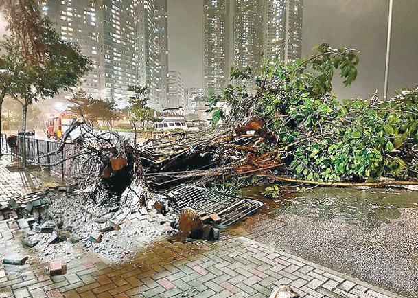 筲箕灣：筲箕灣有樹被吹至連根拔起倒塌。