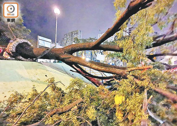 超強颱風「蘇拉」吹襲本港後造成廣泛破壞，各區塌樹處處。