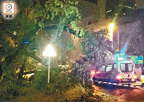 警車被行人路塌下的樹椏壓中。（胡德威攝）