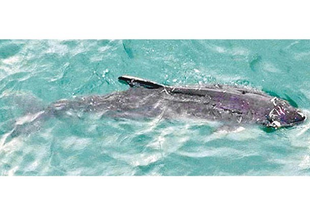 港島南區水域出沒的鯨魚背部有傷口。