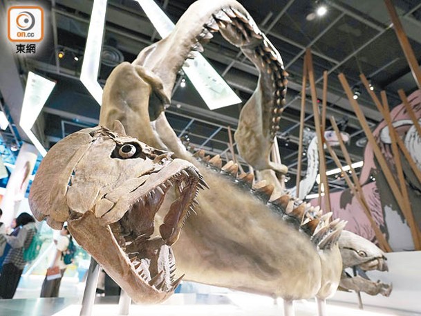 三件頜骨化石複製品屬於不同時期知名的海洋掠食性魚類。