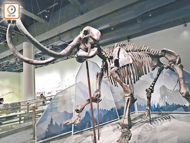 真猛獁象（長毛象）化石標本超過3米高。