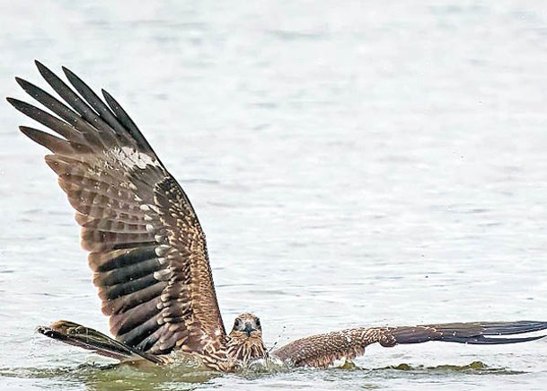 小麻鷹「小新」在魚塘中受困。