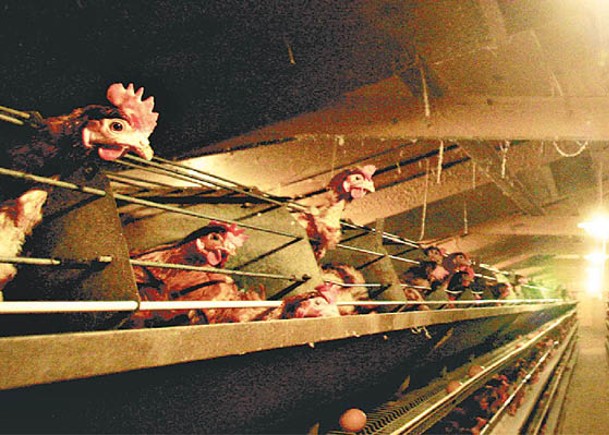 英疫區 禽肉 禽類產品 暫停進口