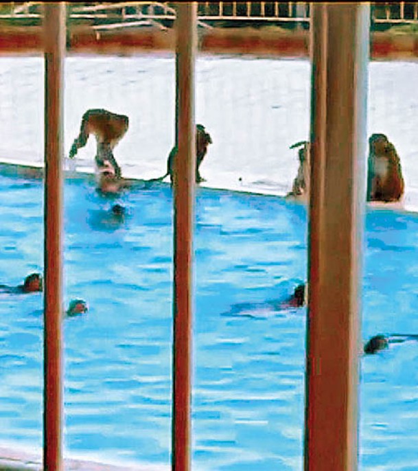 一批猴子公然在鄉村俱樂部豪華泳池暢泳消暑。