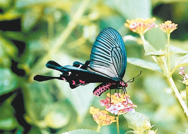 非常罕見的中華麝鳳蝶首次於北區鹿頸被發現。