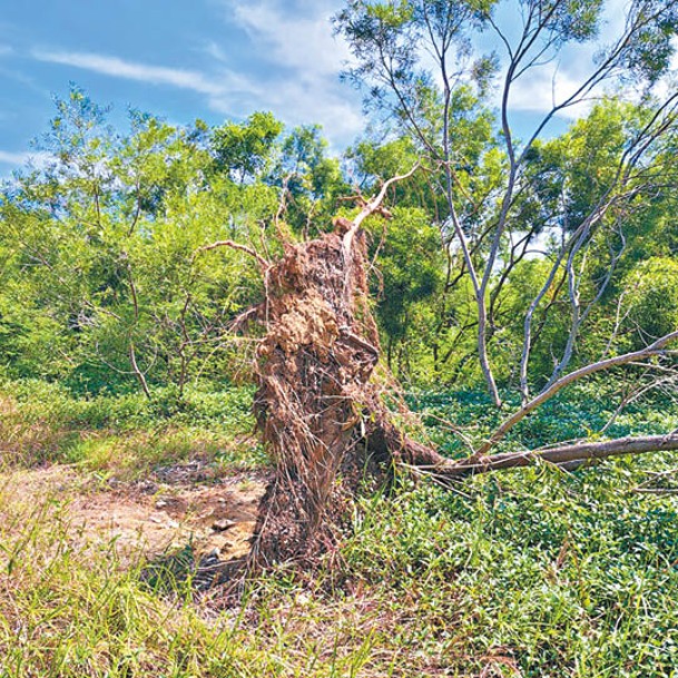 經歷颱風後，有唔少樹木連根拔起。