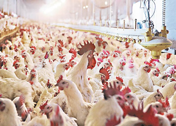 美國有疫區爆發高致病性H5N1禽流感。