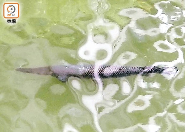 啟德河發現福鱷，專家警告釣客勿捕捉。（趙瑞麟攝）