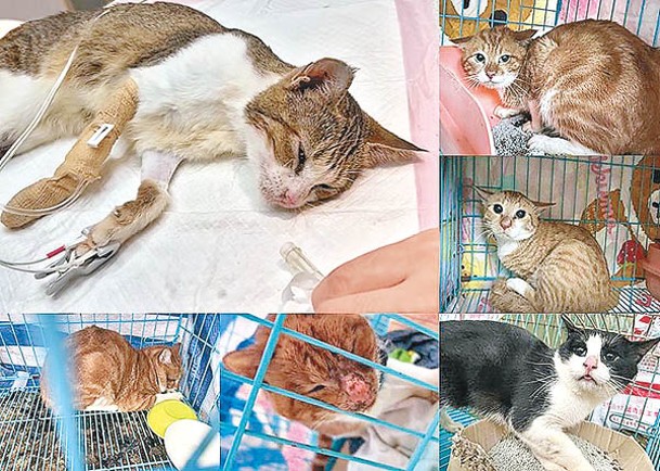 部分貓咪情況不佳，當中名為「園園」的貓出現連續性抽筋，被送獸醫診所急救（左上）。