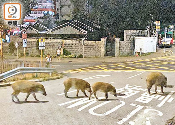 6野豬覓食  夜遊香港仔