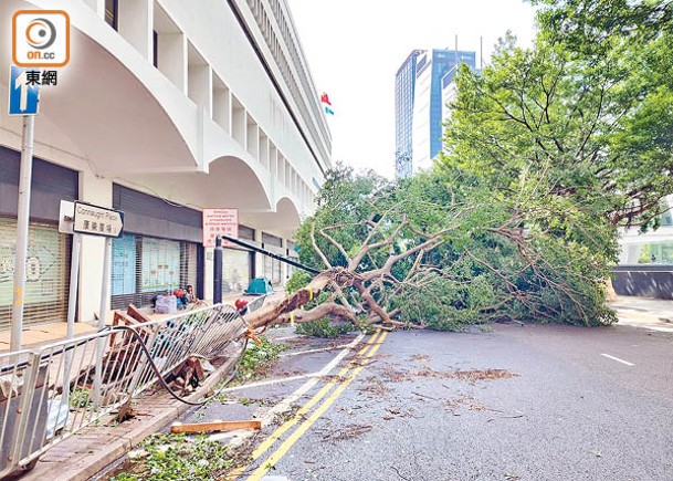 風暴過後本港出現不少塌樹。