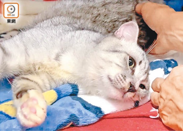 荃灣的貓舍義工救回來的流浪貓，大部分都身負重病。